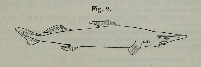 Deania calcea SharkReferences